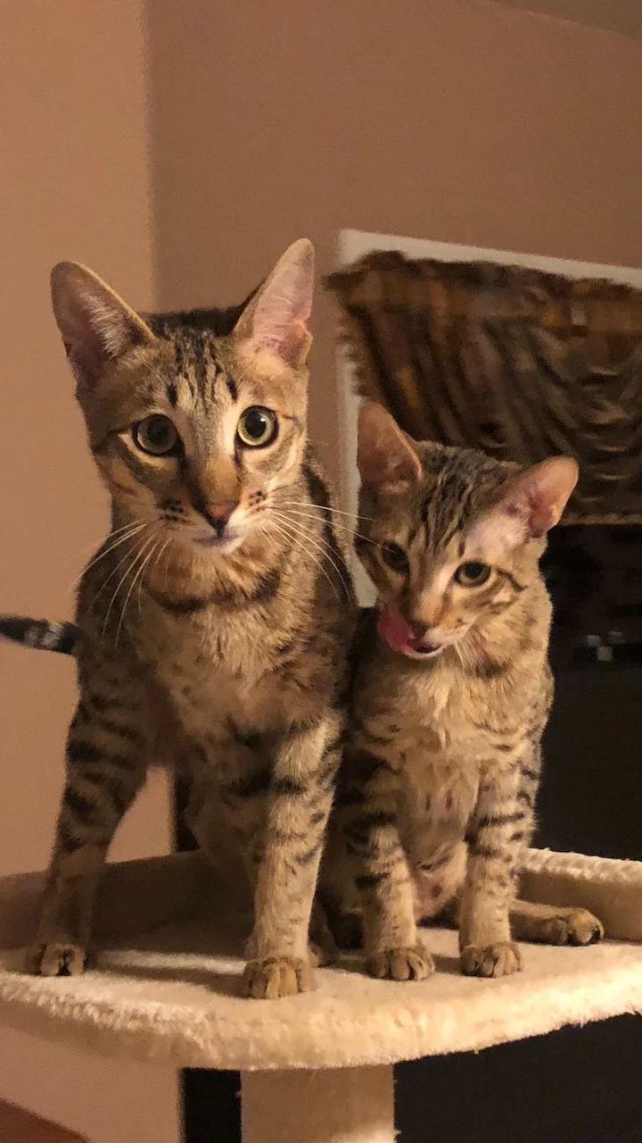 A1Savannahs Rayne and Lakota are best buds