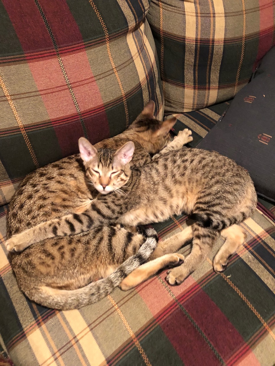 A1Savannahs Rayne and Lakota snuggling to stay warm