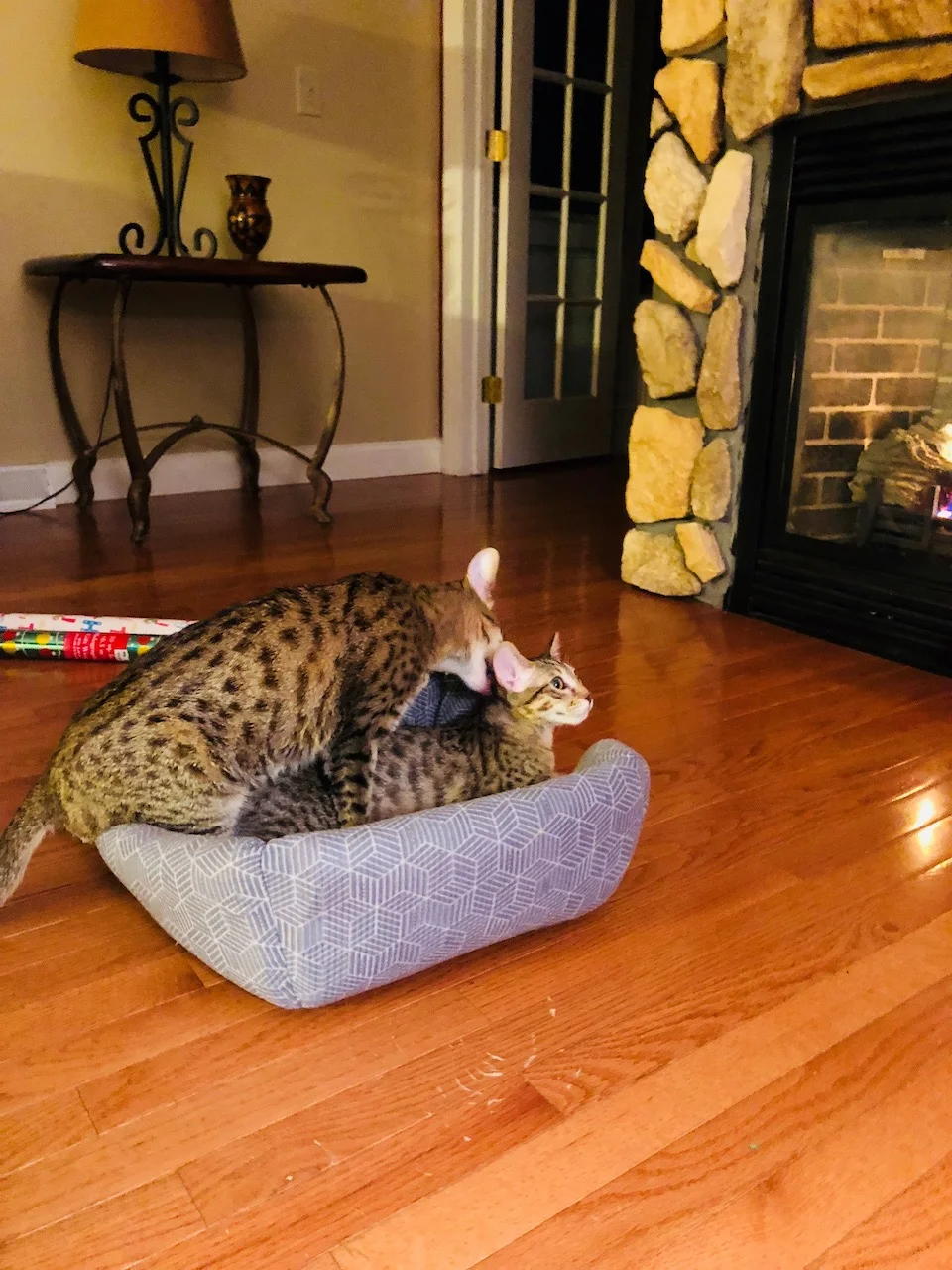 Playtime with F6 Lakota and Rayne