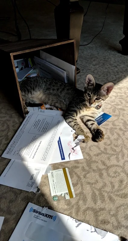 F3 savannah cat playing in mail