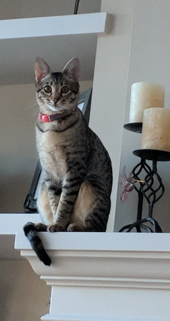 F3 Khaleesi sitting on the mantel