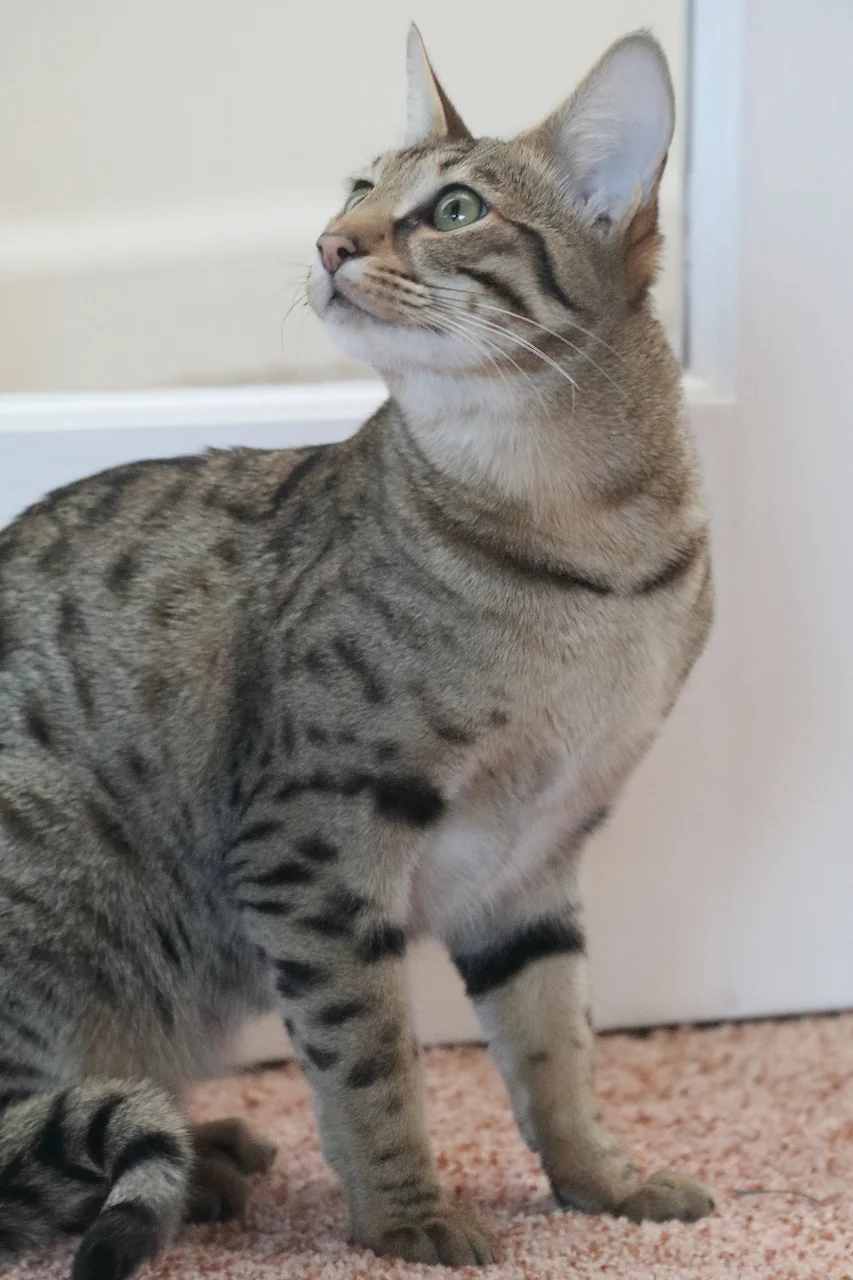 Aurora Isabella is an F3 Savannah Female from A1Savannahs.