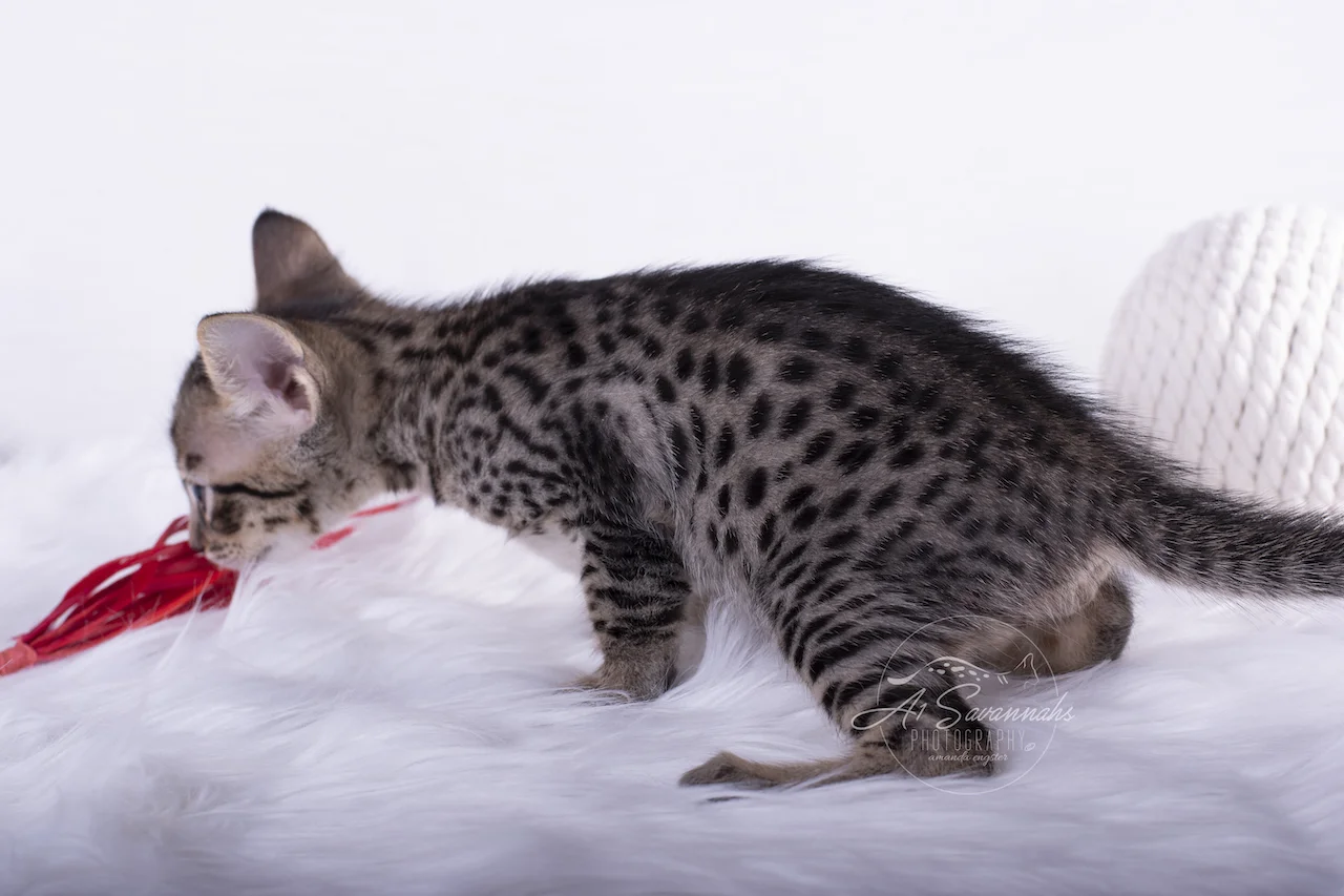 A1Savannahs F5 Male Savannah Kitten Boston playing with his feather toy
