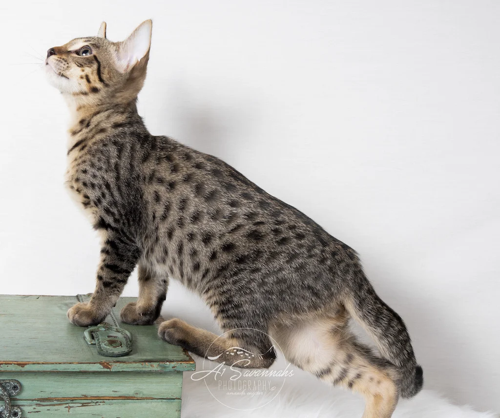 A1Savannahs F5 Male Savannah Kitten Boston showing off his long body