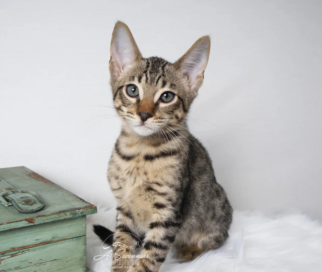 A1Savannahs F5 Male Savannah Kitten Boston