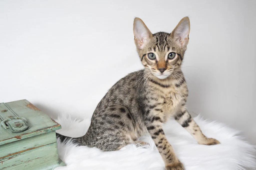A1Savannahs F5 Male Savannah Kitten Boston ready for some playtime