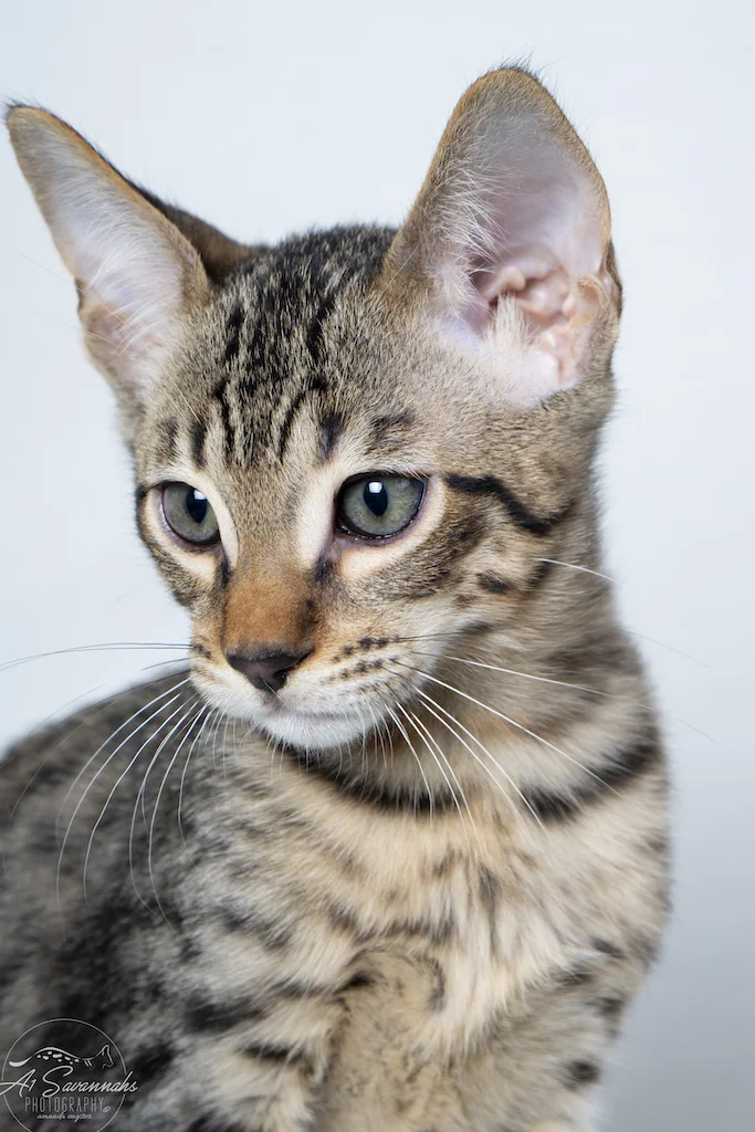 A1Savannahs F5 Male Savannah Kitten Boston showing off his beautifully marked face.