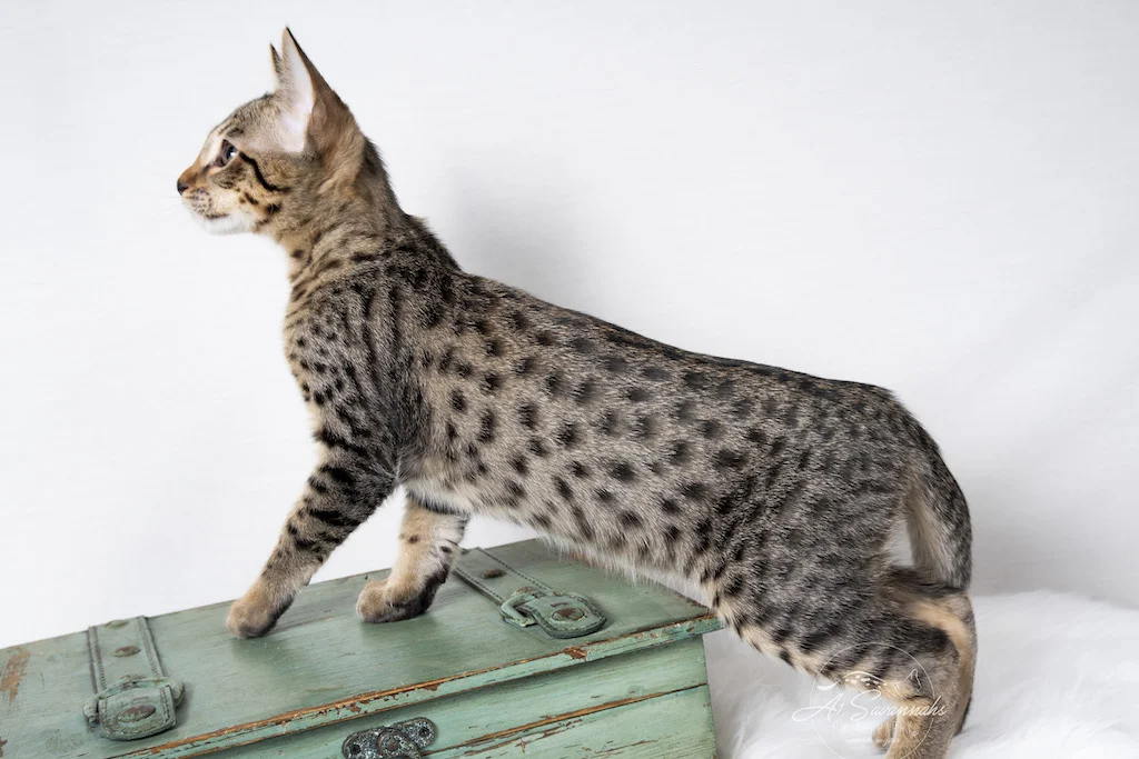 A1Savannahs F5 Male Savannah Kitten Boston showing off his extremely long body and amazing spots