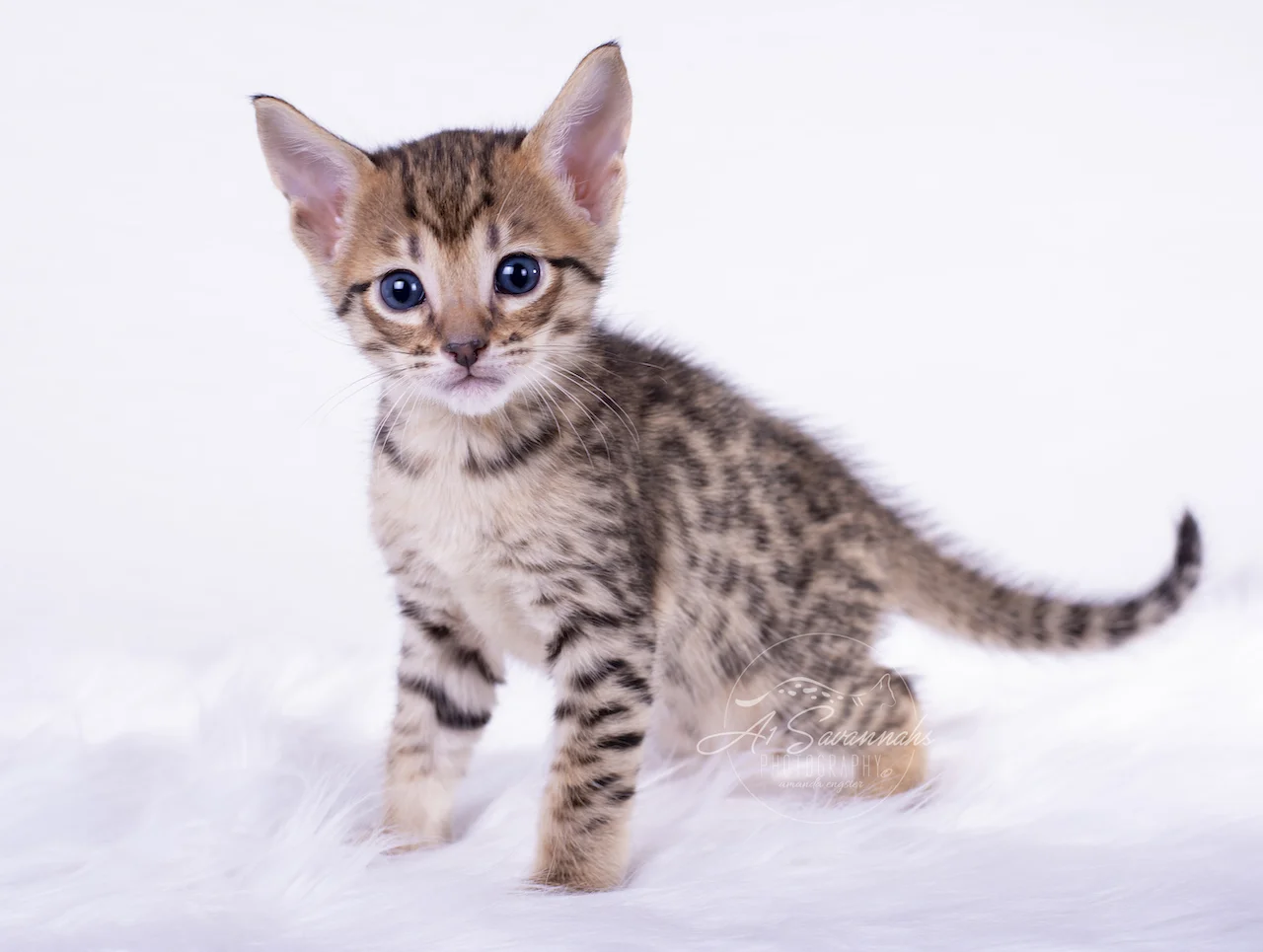 A1Savannahs F5 Male Kitten Bronson looking for attention