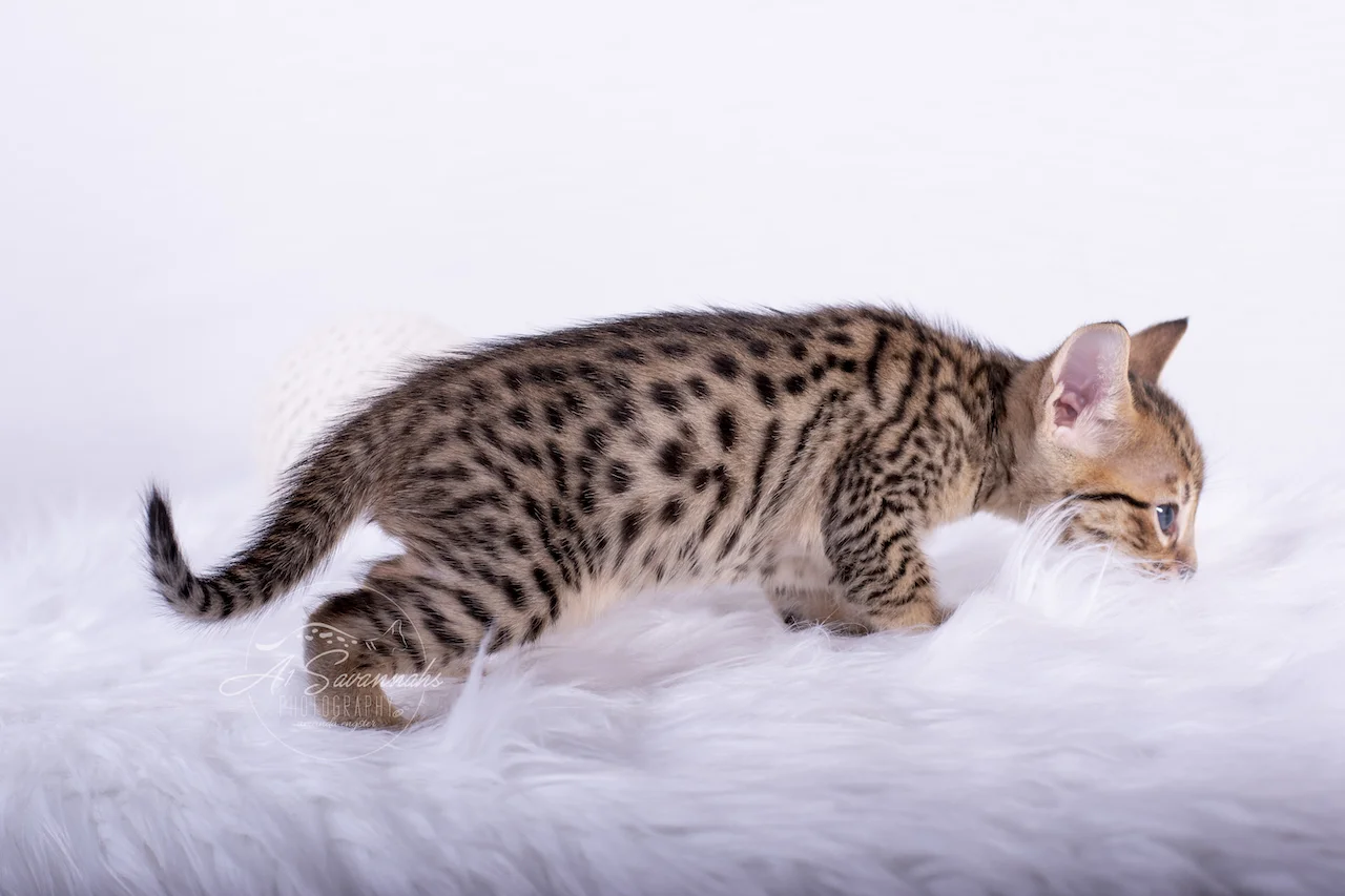 A1Savannahs F5 Male Kitten Bronson sniffing out his new rug