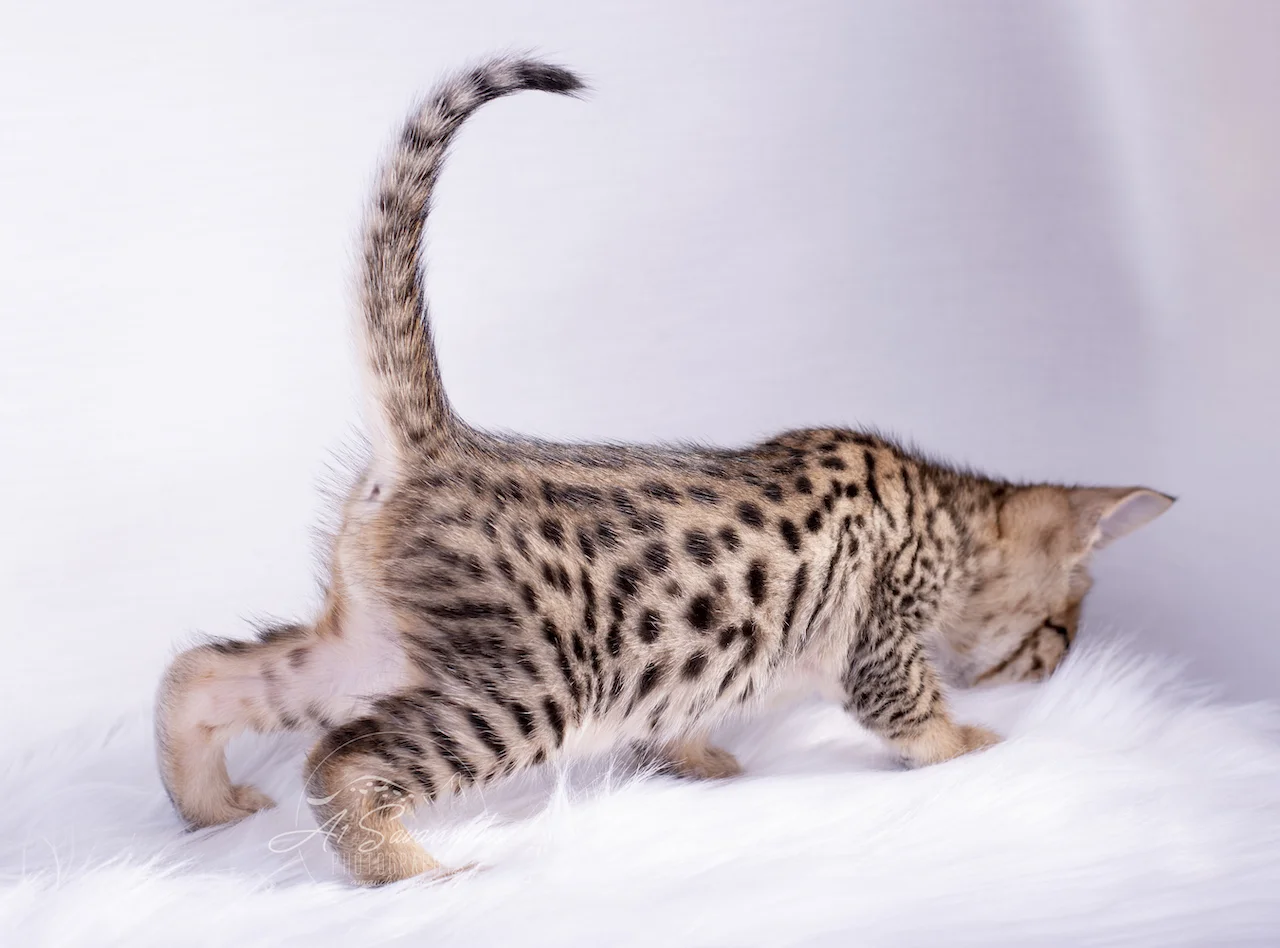 A1Savannahs F5 Male Kitten Bronson showing off his amazing spots