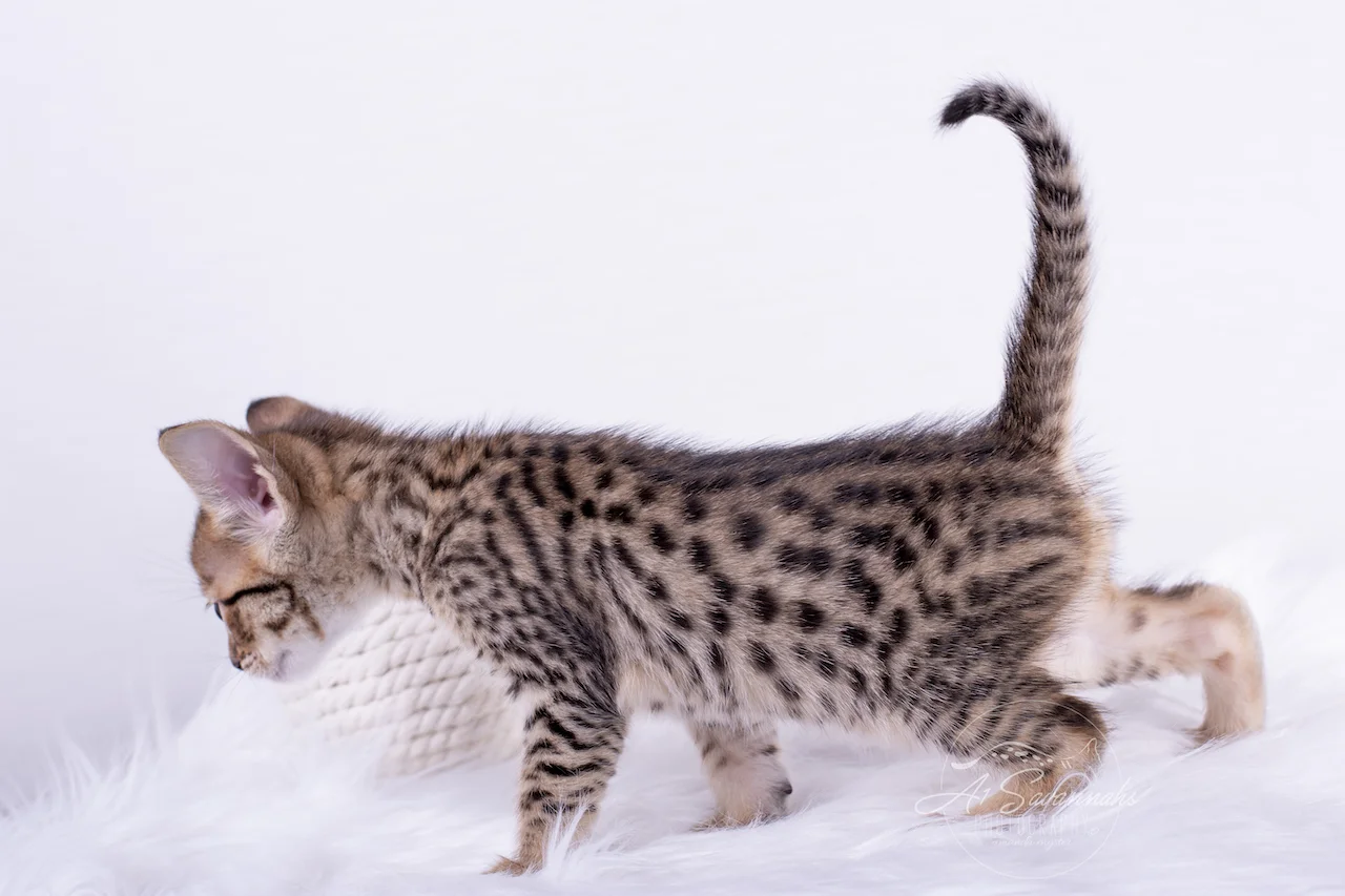 A1Savannahs F5 Male Kitten Bronson getting the hang of walking