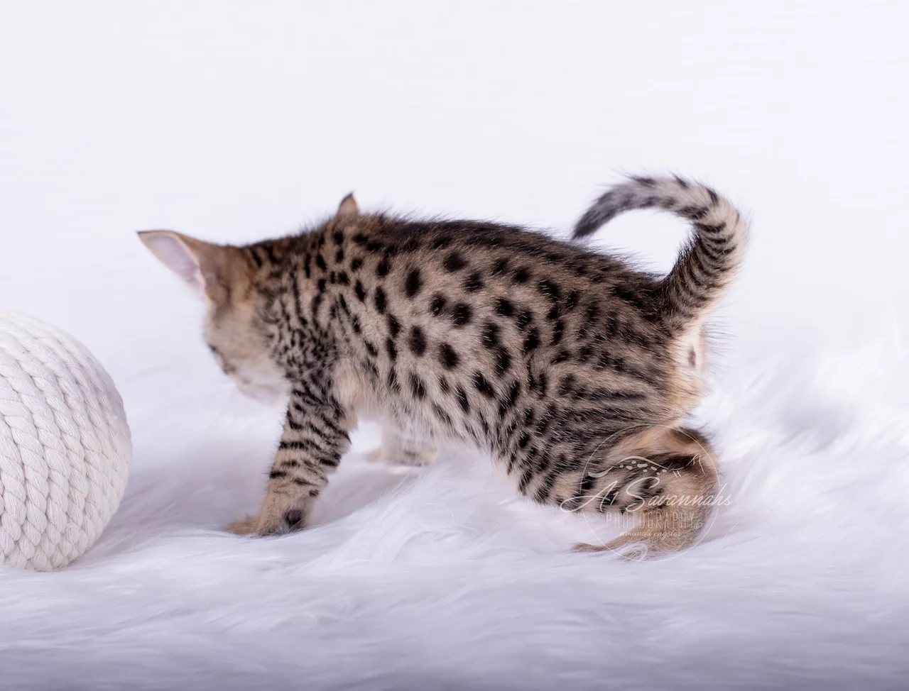 A1Savannahs F5 Male Kitten Bronson displaying his beautiful coat