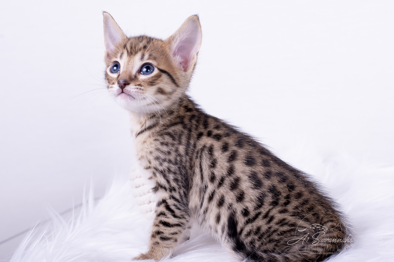 A1Savannahs F5 Male Kitten Bronson is posing for the camera