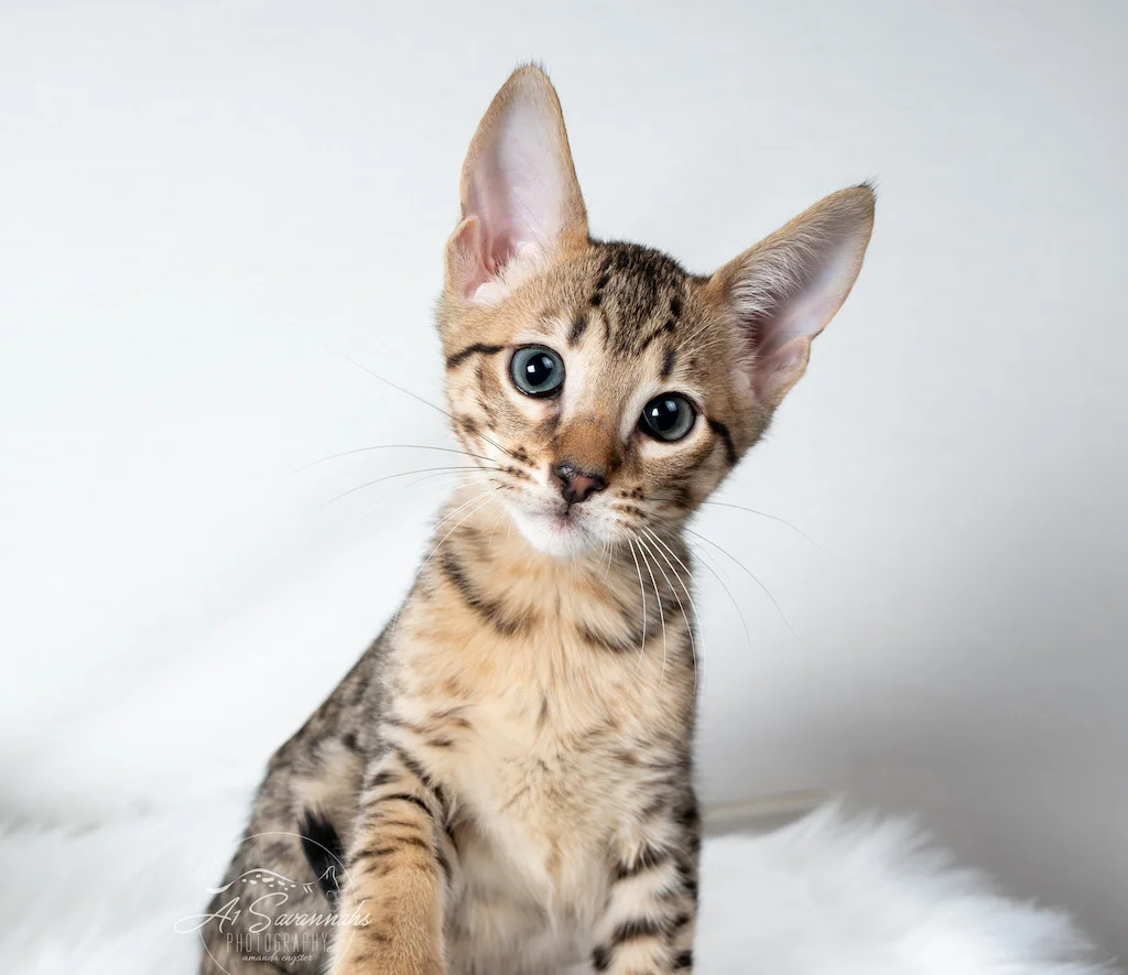 A1Savannahs F5 Male Kitten Bronson is looking for a playmate