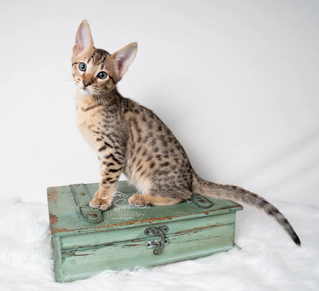A1Savannahs F5 Male Kitten Bronson displaying his beautiful coat 