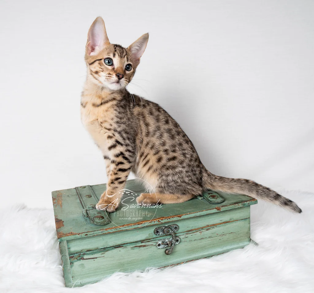 A1Savannahs F5 Male Kitten Bronson posing for the camera