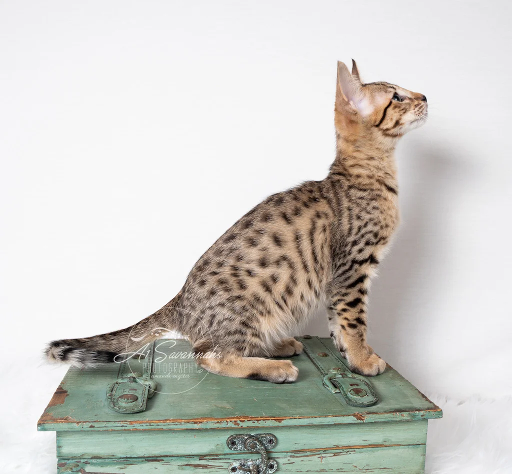 A1Savannahs F5 Male Kitten Bronson ready to pounce