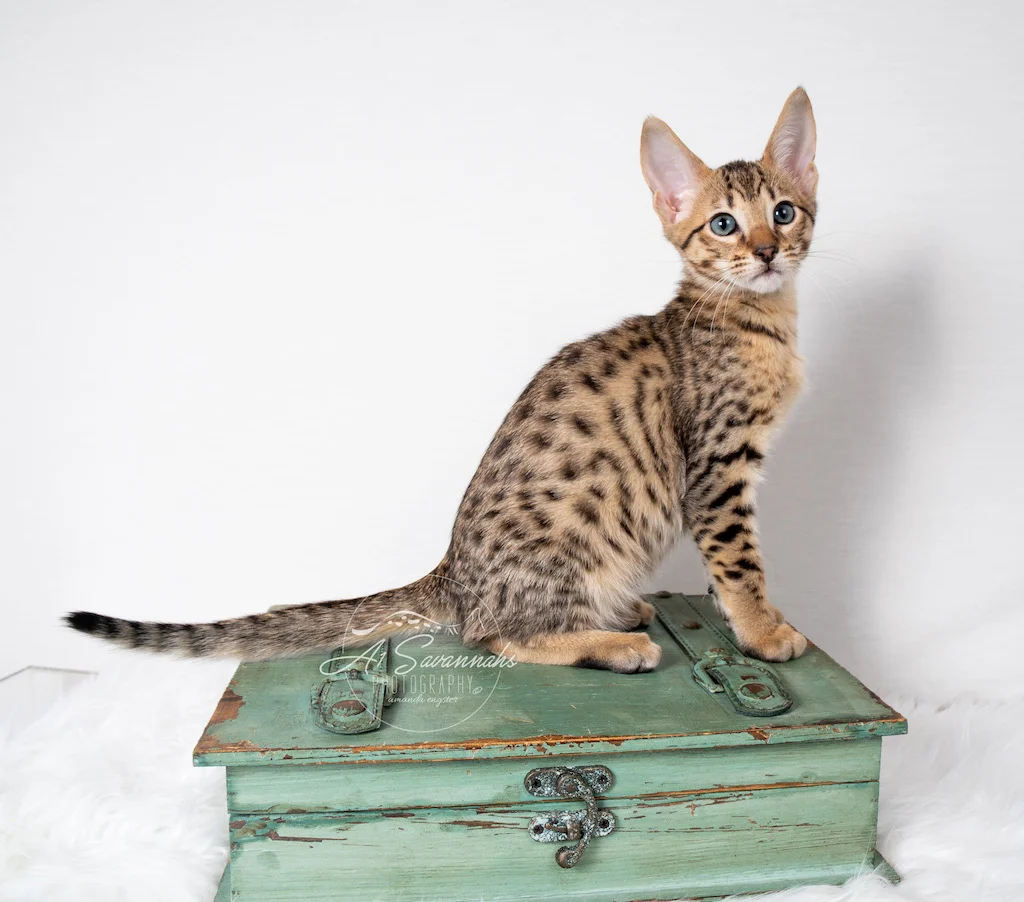 A1Savannahs F5 Male Kitten Bronson showing off his golden coat