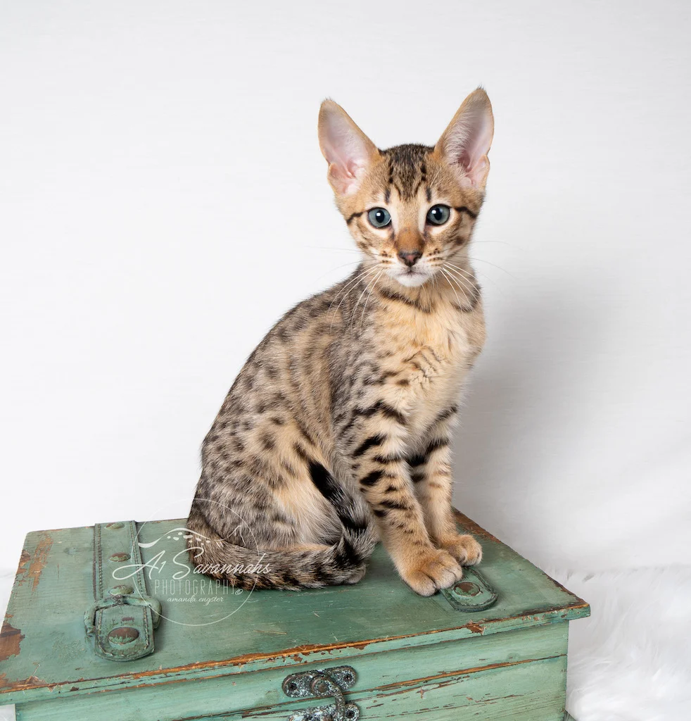 A1Savannahs F5 Male Kitten Bronson