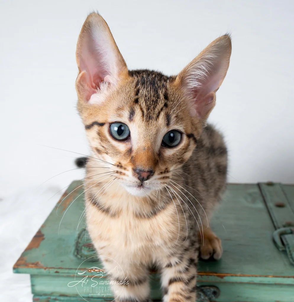 A1Savannahs F5 Male Kitten Bronson looking for attention
