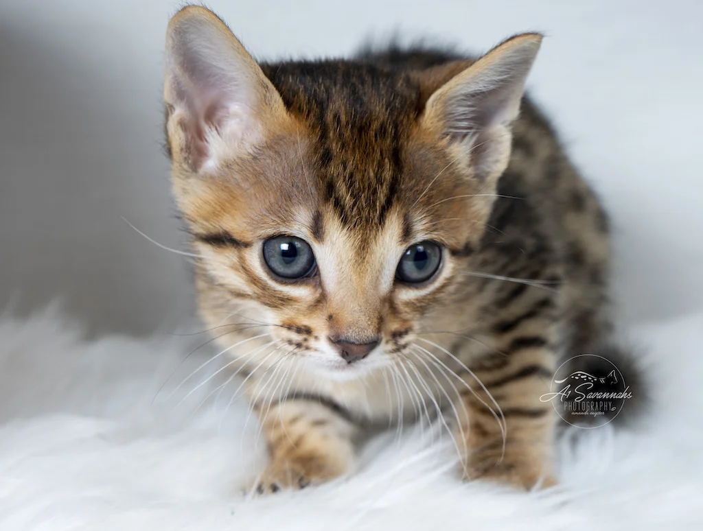 A1Savannahs F5 Male Creed showing your his beautiful facial markings