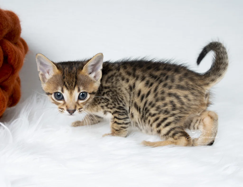 A1Savannahs F5 Male Creed displaying his beautiful spots