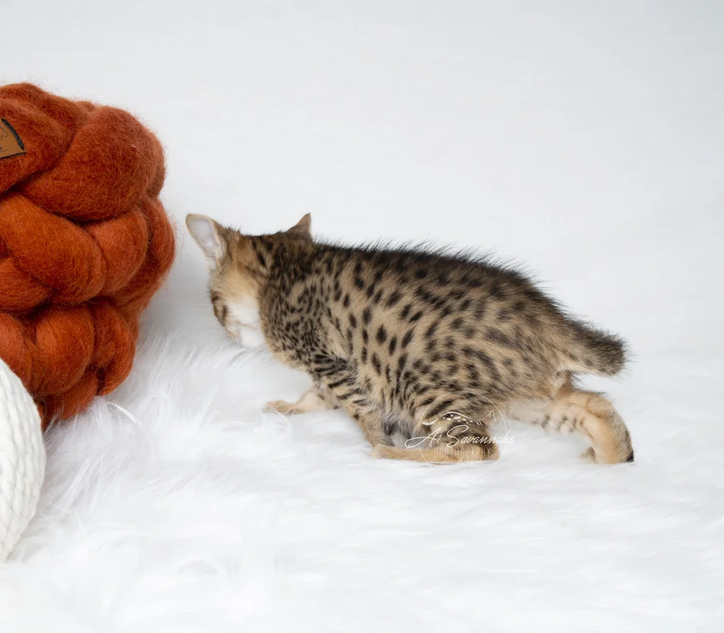 A1Savannahs F5 Male Creed showing off his beautiful spots
