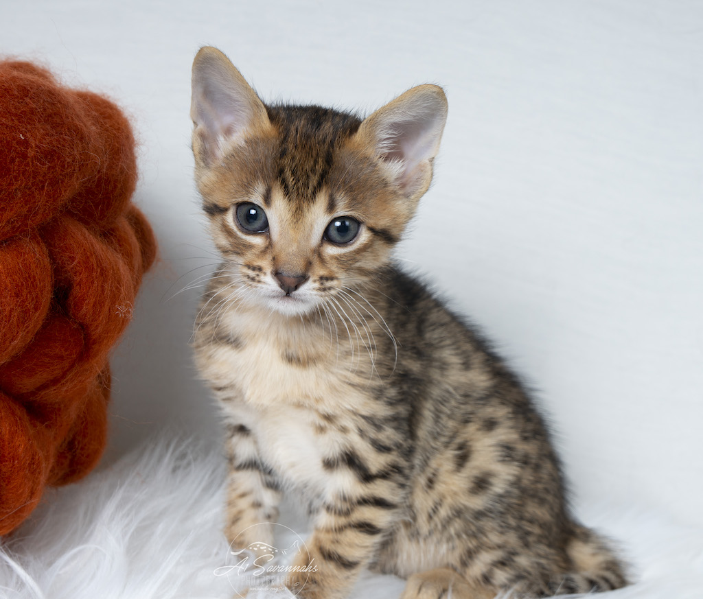 Such a pretty boy A1Savannahs F5 Male Creed