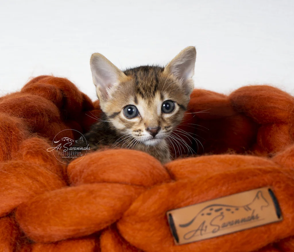 A1Savannahs F5 Male Creed peeking out of his cozy merino wool bed