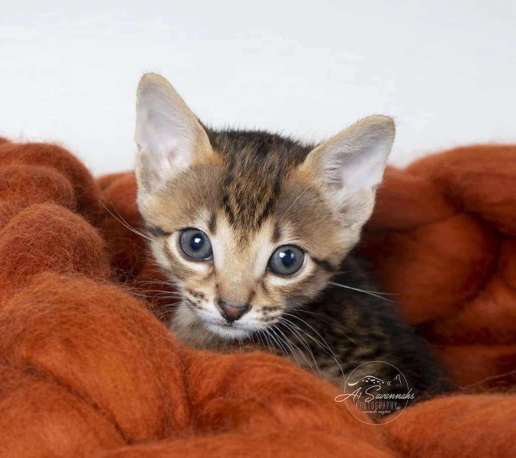 A1Savannahs F5 Male Creed snuggling in his cozy bed