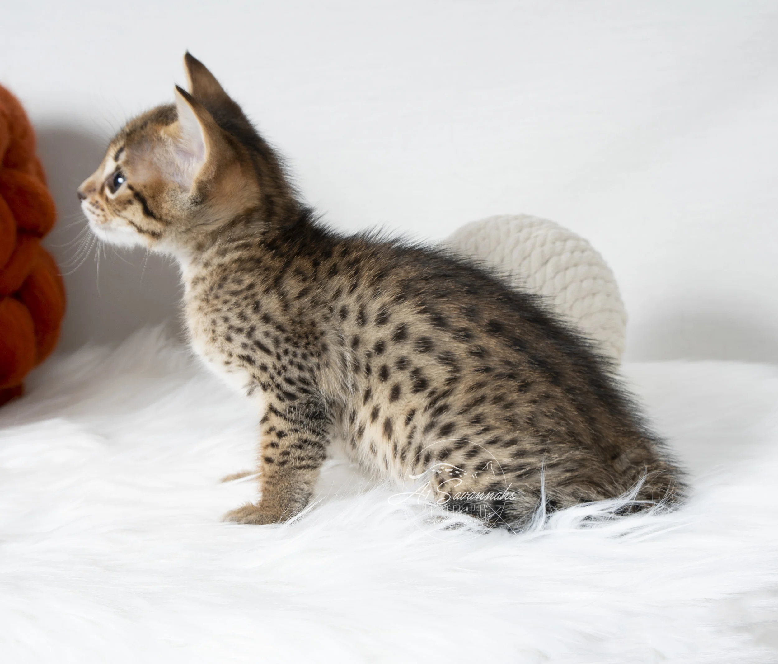 A1Savannahs F6 Female Catlyn showing off her contrasting spots