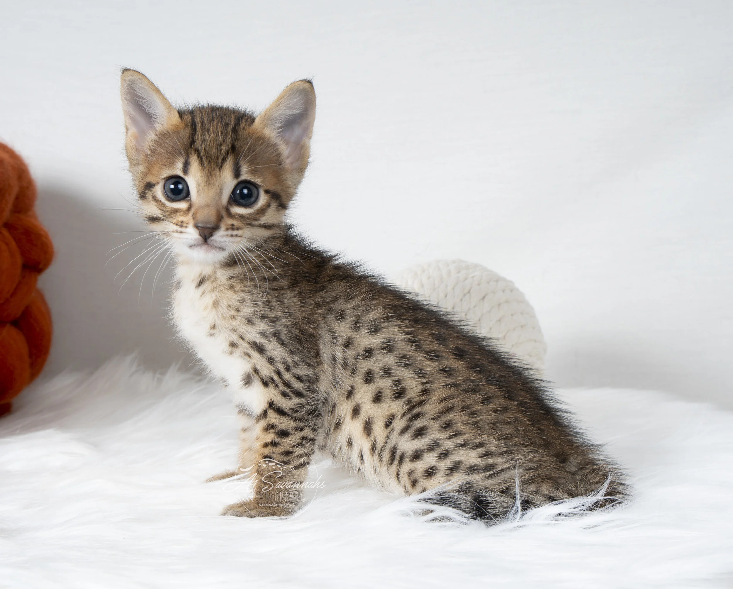 A1Savannahs F6 Female Catlyn is showing you her long body