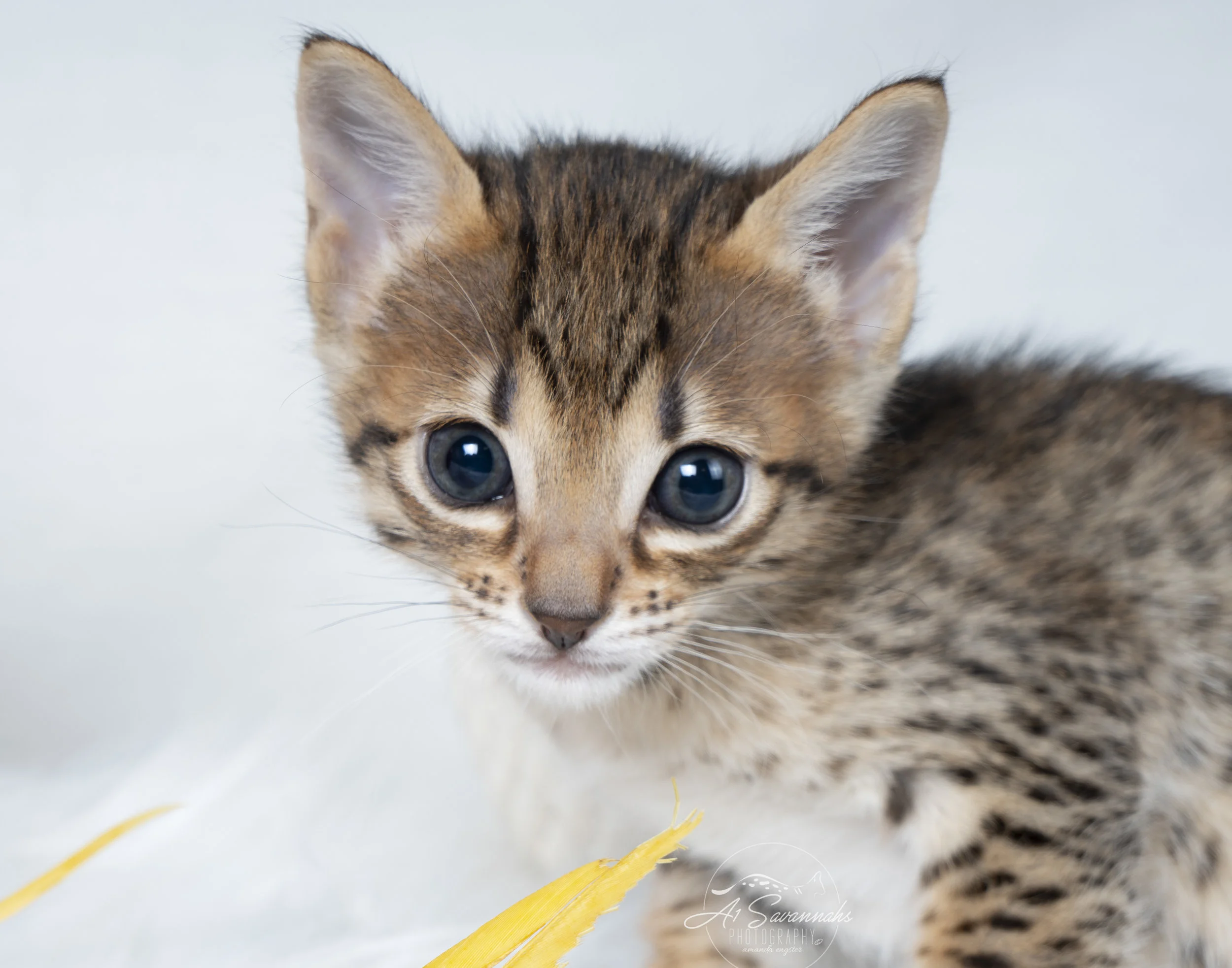 Catlyn_4.jpg