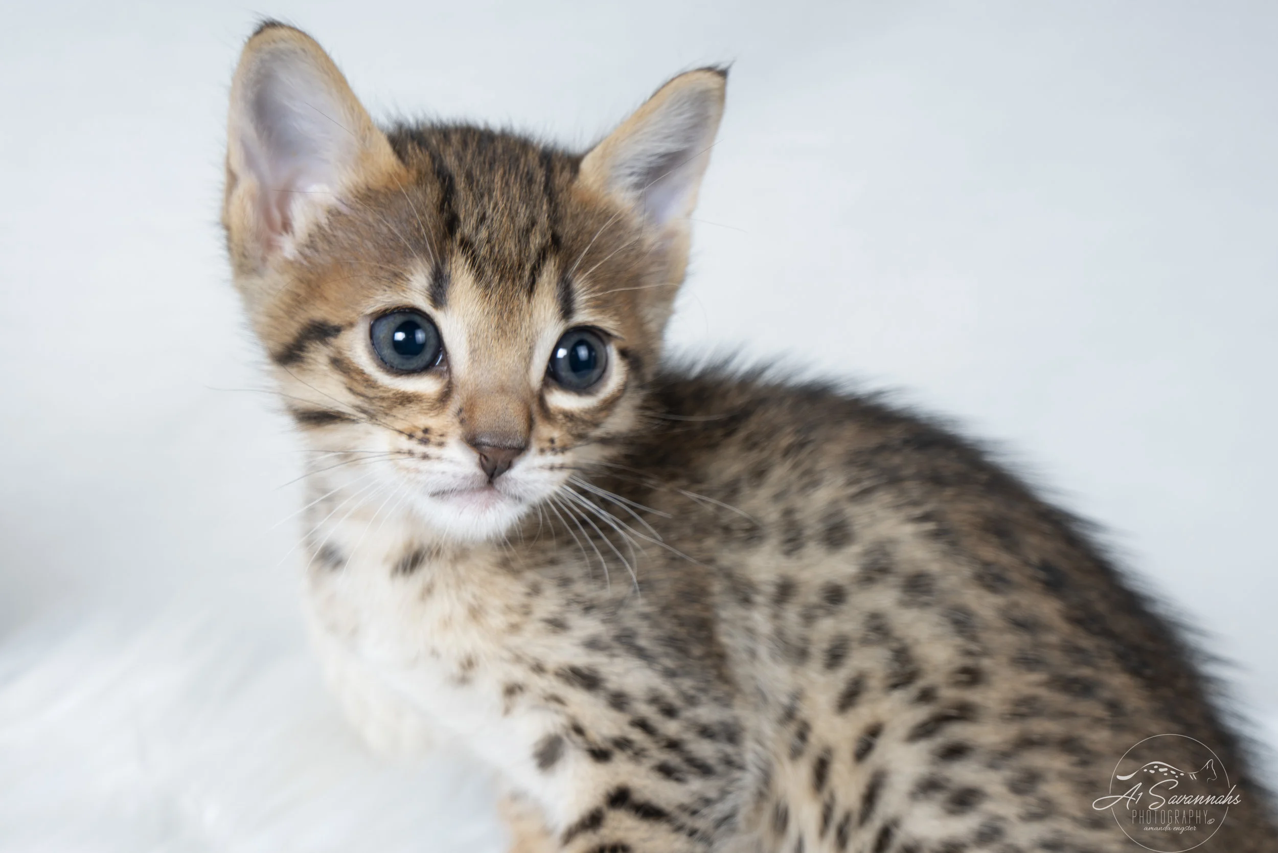A1Savannahs F6 Female Catlyn