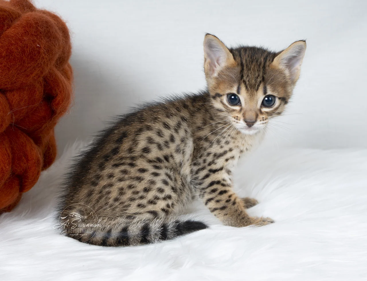 A1Savannahs F6 Female Catlyn posing for the camera