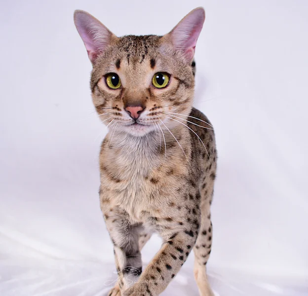 A1Savannah Casen is an F6 SBT Savannah Male showing you his long legs