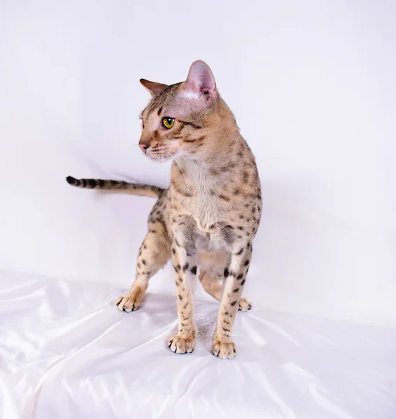 A1Savannah Casen is an F6 SBT Savannah Male showing his long body