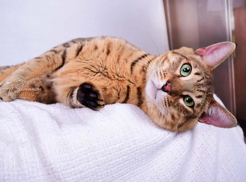 A1Savannahs Niko is an SBT Savannah Male lounging around in the warmth of the photo studio