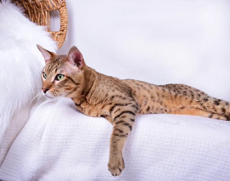 A1Savannahs Niko is an SBT Savannah Male is posing for his photo shoot