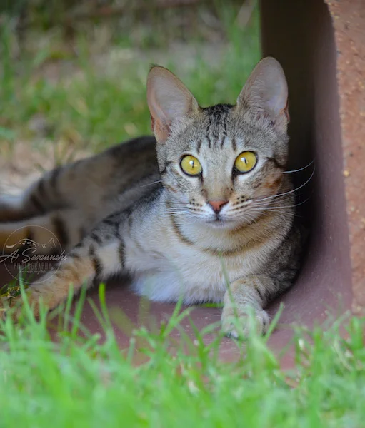 A1Savannahs Clair is an F6 SBT Savannah Female staring intently with those beautiful eyes