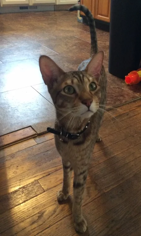 Shiloh (Titan) - SBT Savannah