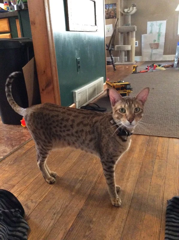 A1 Savannahs SBT Male Shiloh (Titan)