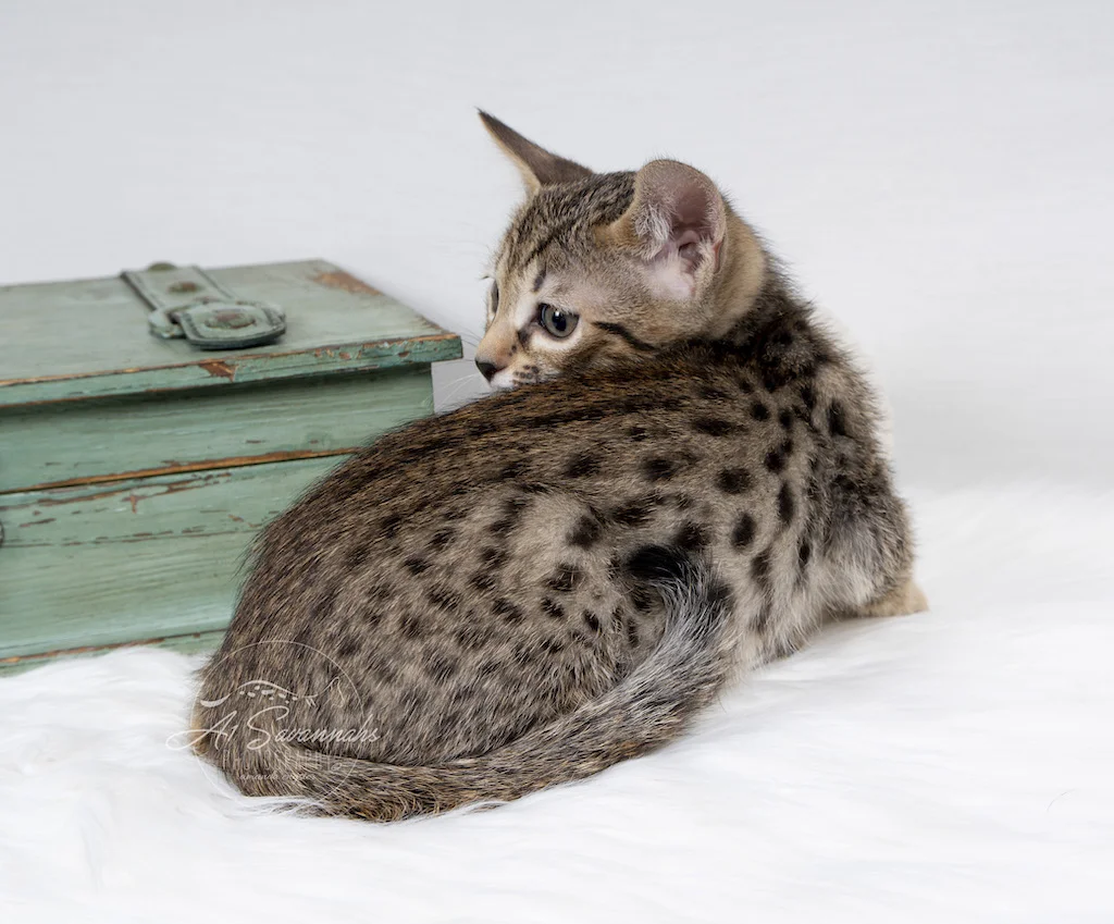 A1Savannahs F6 SBT Savannah male Kitten Evin  is showing off his beautiful spots