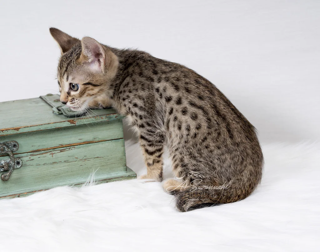 A1Savannahs F6 SBT Savannah male Kitten Evin playing on the box