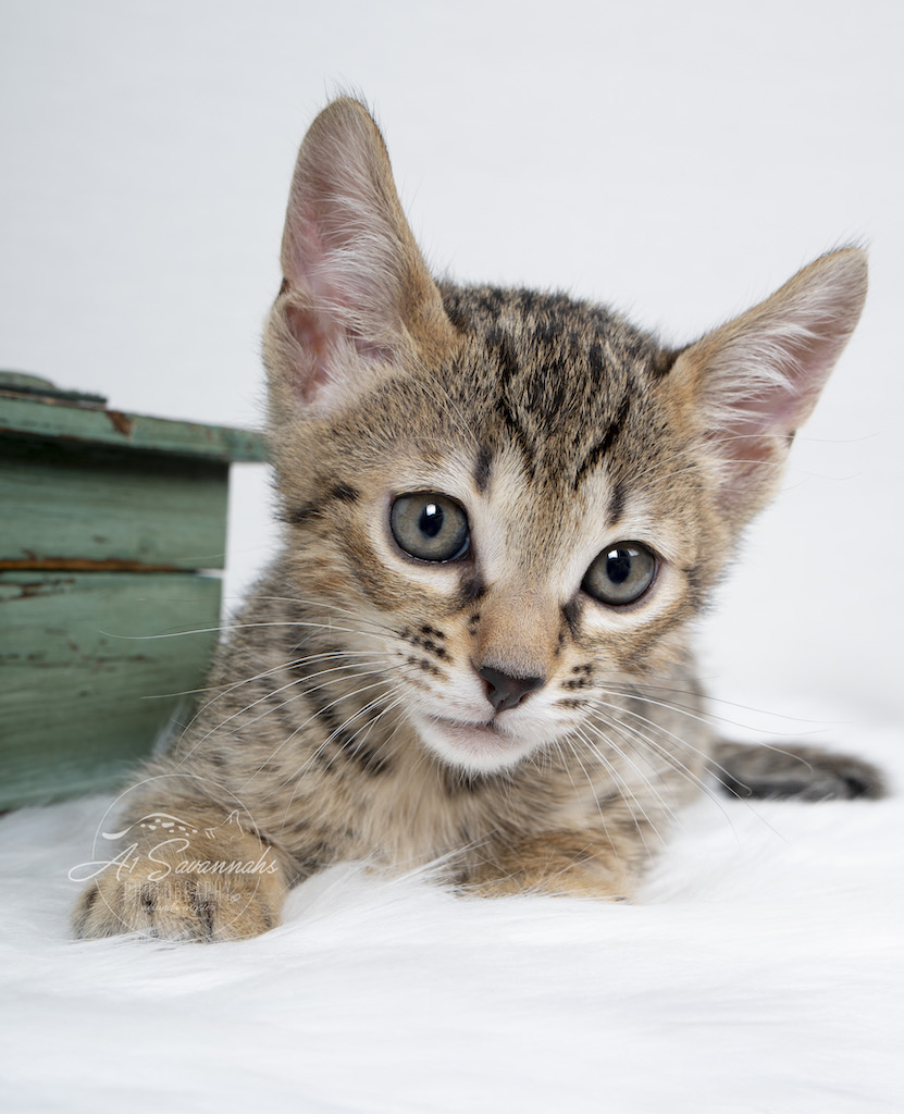 A1Savannahs F6 SBT Savannah male Kitten Evin posing for the camera