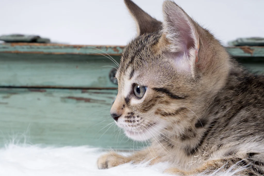 A1Savannahs F6 SBT Savannah male Kitten Evin staring intently at the feather stick