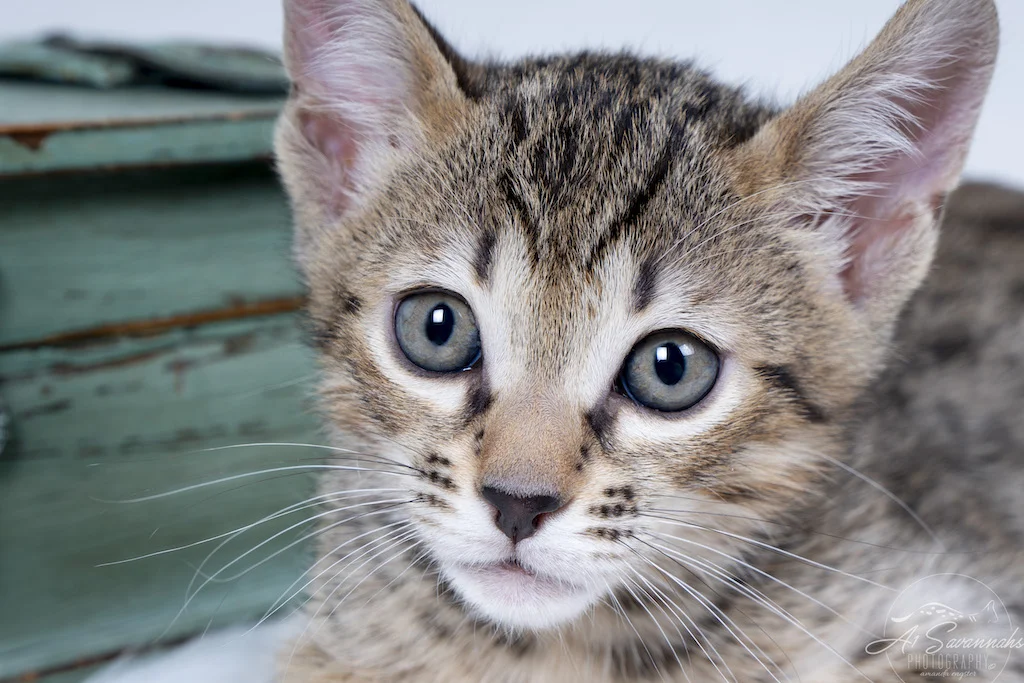 A1Savannahs Evin is an F6 SBT Savannah Male Kitten
