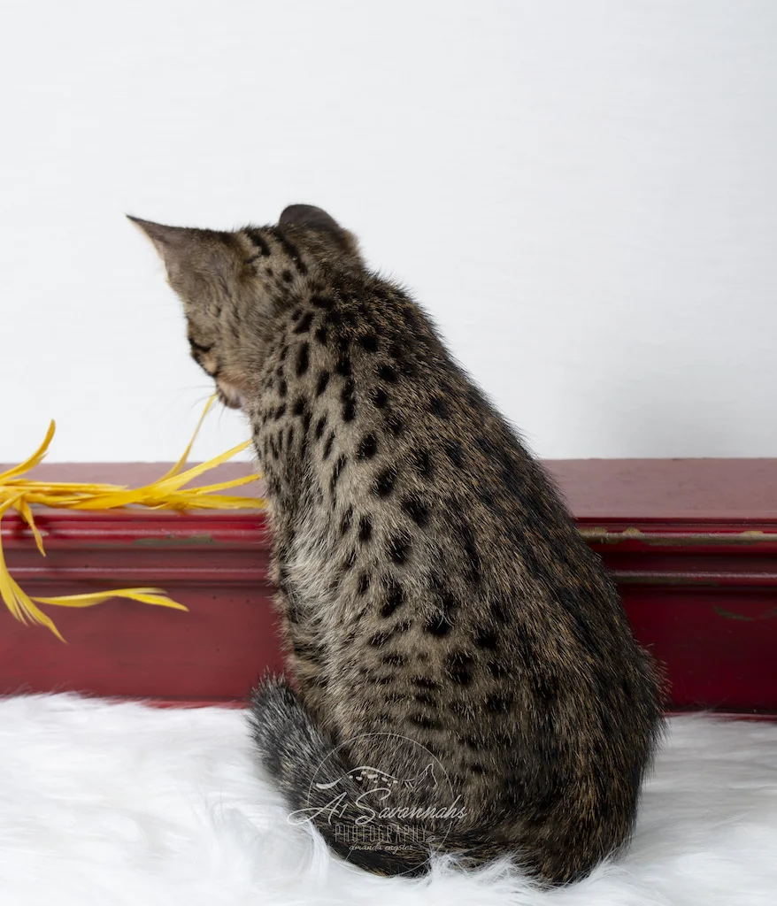 A1Savannahs F6 Male Savannah Kitten Emmitt is enjoying his playtime with the feather stick