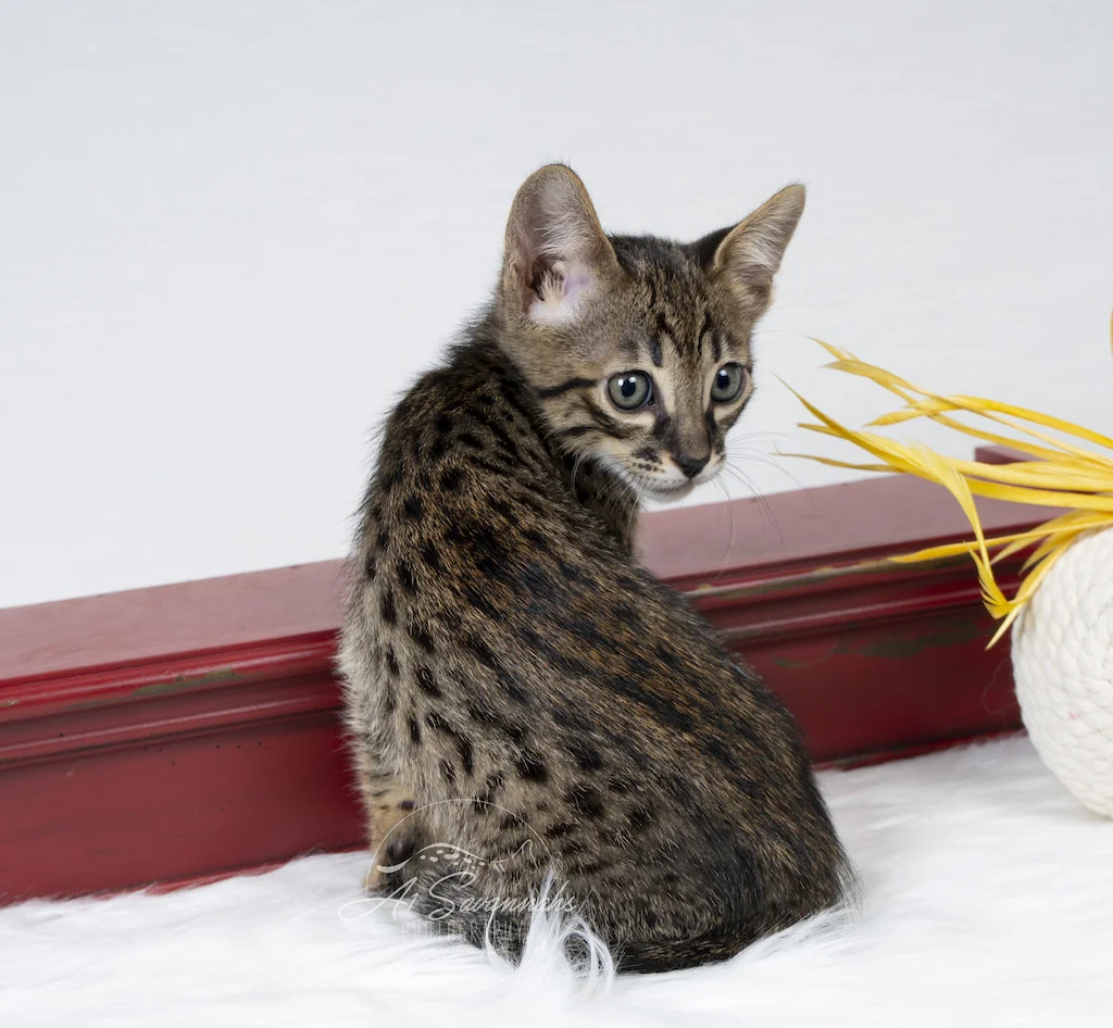 A1Savannahs F6 Male Savannah Kitten Emmitt is looking over his shoulder at the camera